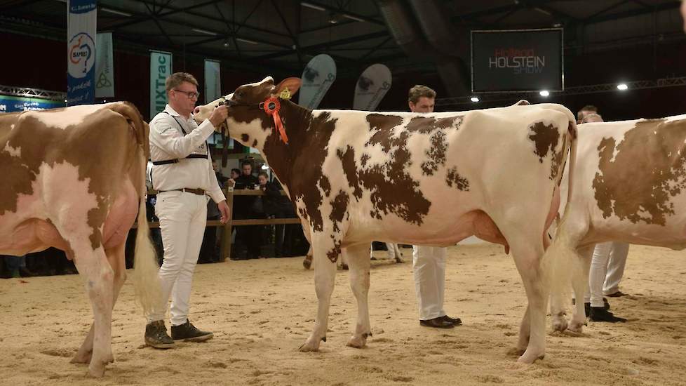 De met een diepe voorhand uitgeruste Tienmorgen Marie Suze 5 van de familie Uenk uit Nijbroek kwam op 1C. Ze is een dochter van Ladd P.