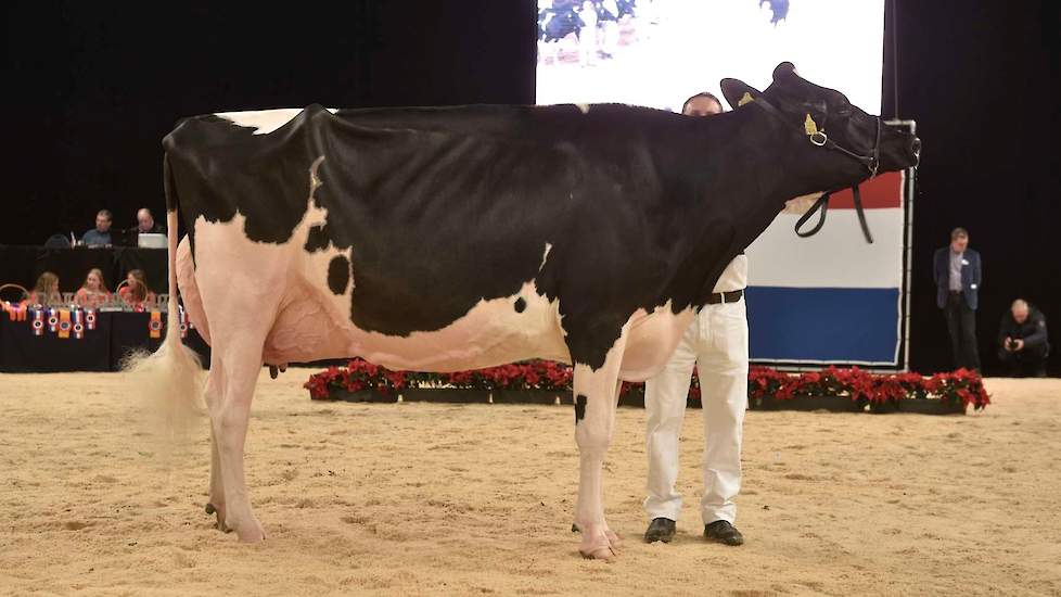 De algemeen kampioene van vorig jaar, Bons-Holsteins Koba 219 van Nico en Lianne Bons, maakte de hooggespannen verwachtingen helemaal waar. De Lauthority-dochter is groot en lang en beschikt over een magnifieke, vaste uier.