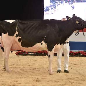 De algemeen kampioene van vorig jaar, Bons-Holsteins Koba 219 van Nico en Lianne Bons, maakte de hooggespannen verwachtingen helemaal waar. De Lauthority-dochter is groot en lang en beschikt over een magnifieke, vaste uier.