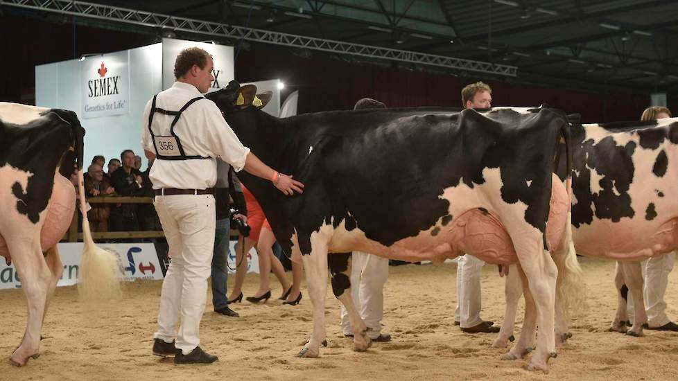 Toch was rubriekswinst voor Koba niet vanzelfsprekend. De zeer fraaie Bradnick-dochter Matje 59 van Ton was qua ras en kwaliteit zeker niet de mindere van Koba, maar moest in de uieraanhechtingen haar meerdere erkennen in Koba. Een fantastisch kopduo.