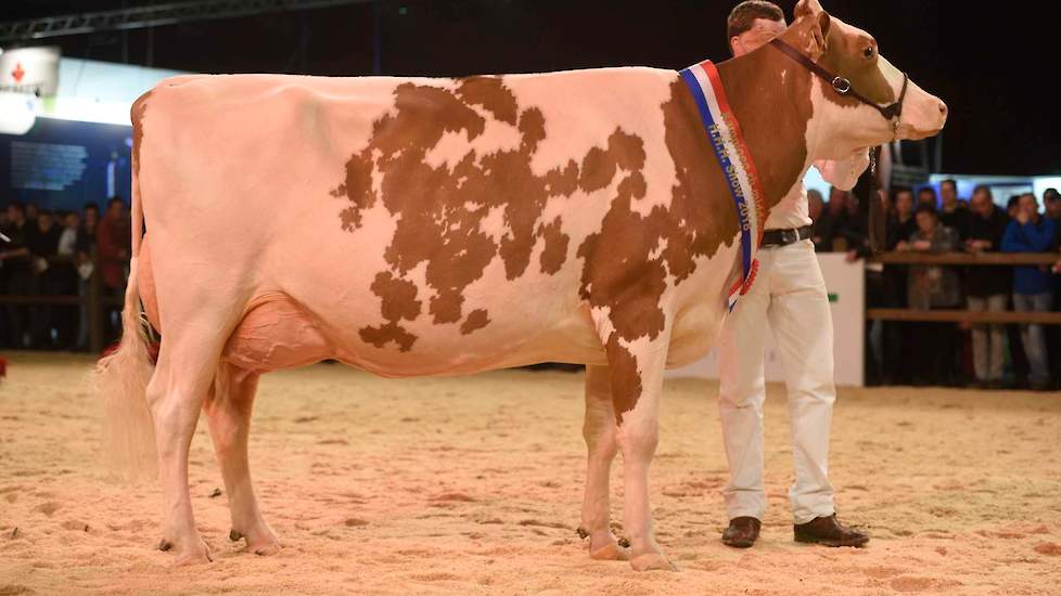 De onaangevochten kampioene van de roodbonte middenklasse was Heerenbrink Truus 4. Met haar harmonische bouw, ras en kwaliteit is ze een voorbeeldkoe voor zowel rood- als zwartbontfokkers.