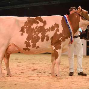 De onaangevochten kampioene van de roodbonte middenklasse was Heerenbrink Truus 4. Met haar harmonische bouw, ras en kwaliteit is ze een voorbeeldkoe voor zowel rood- als zwartbontfokkers.