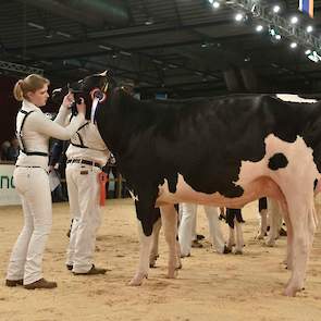 Bij de zwartbonte vaarzen pakte Topcross Anna 250 (Atwood x Outside) van de familie Jacobi uit Garijp de koppositie in de eerste rubriek. Ze zat goed in elkaar en had een ondiepe uier.