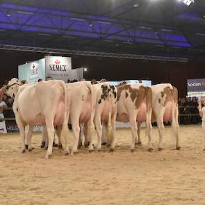 Masterrind kon voor de groep van Sodan-Red kiezen uit 48 dochters op 31 bedrijven. Het vijftal werd geopend door twee mooie, lange, gelijnde vaarzen. De overige hielden datzelfde type niet helemaal vast, maar alle vaarzen hadden goede, vast aangehechte ui