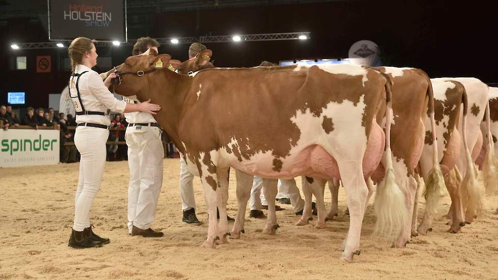 De twee rubrieken oudere roodbonten waren van uitzonderlijk niveau. De eerste rubriek werd aangevoerd door deze Welland Geertje 458, een Acme-dochter van de familie Van der Wel uit Hoogblokland.