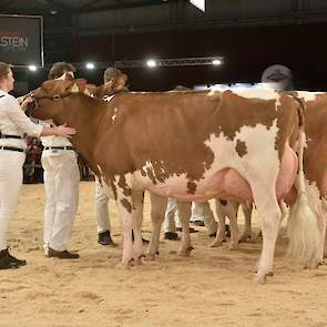 De twee rubrieken oudere roodbonten waren van uitzonderlijk niveau. De eerste rubriek werd aangevoerd door deze Welland Geertje 458, een Acme-dochter van de familie Van der Wel uit Hoogblokland.