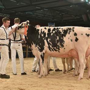 Big Emma 106, een zeer goed geuierde Detroit-dochter van Knoef kwam op de tweede plaats.