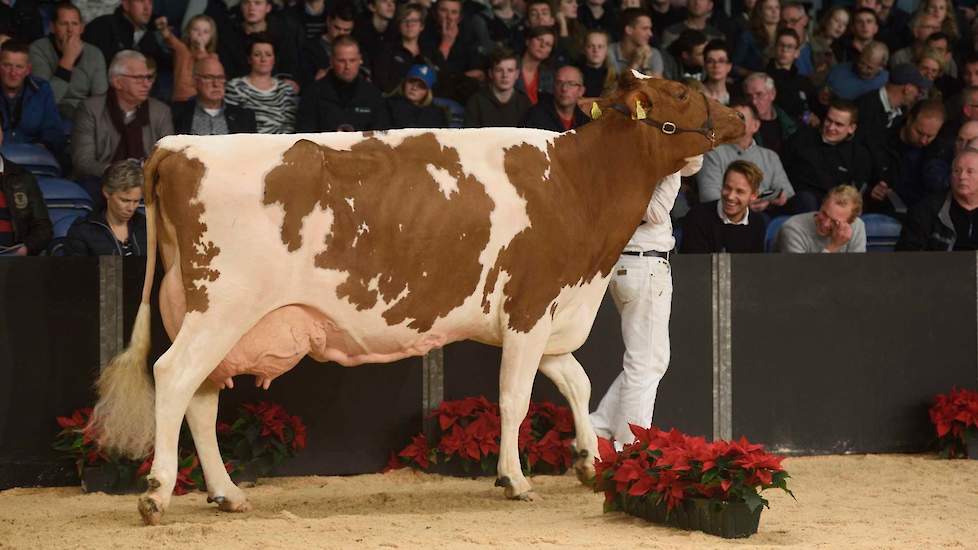 De zeer fraaie en spijkerharde Burnstyn-dochter Els 286 van de familie Arendsen Raedt uit Barchem kreeg de koppositie toebedeeld in de imponerende laatste rubriek van de oudere roodbonten. De zesdekalfskoe zit geweldig goed in elkaar en heeft een super ui