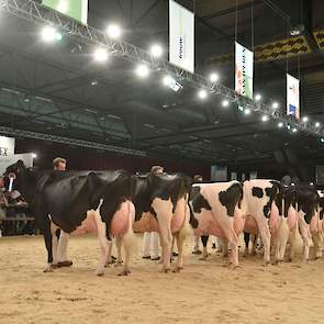 De laatste rubriek bij de zwartbonten kende een geweldig niveau. Diverse oud-kampioenes en keuringvedettes moesten genoegen nemen met een plaats in de achterhoede.