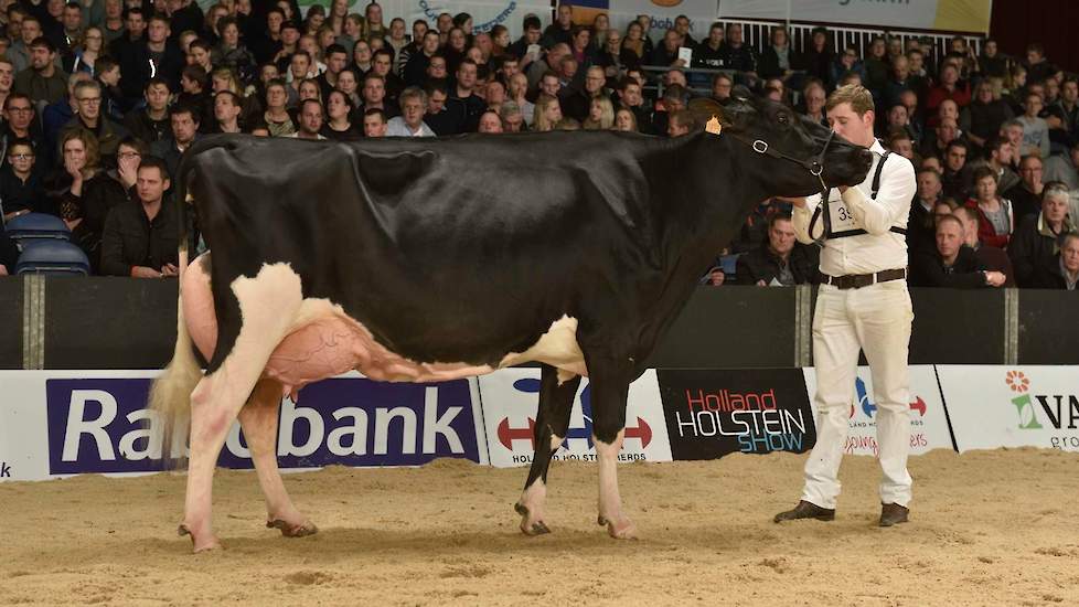 Op kop kwam de imponerende Drakkar Bulona (Hill x Goldwyn) van de combinatie Steegink/Kerssies.