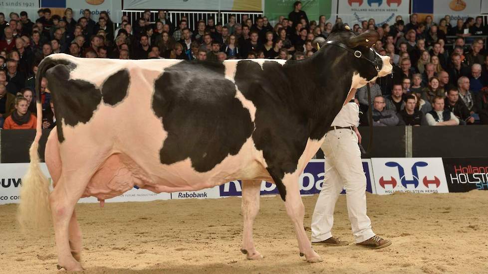 De derde plek was voor de iets kleinere, maar zeer harmonisch en correct gebouwde kwaliteitskoe Giessen Charity 37, een Million-dochter van Van Vliet.