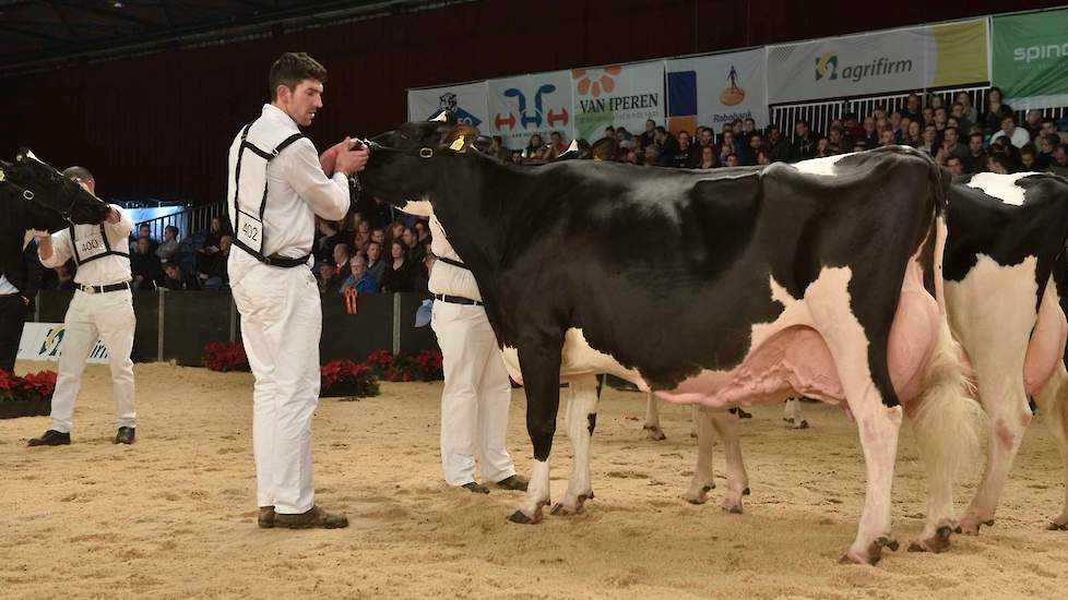 Een van de opvallendste koeien op de show was de 12,5 jaar oude Goldwyn-dochter Jimm. Holstein Hellen 585 van John de Vries. De moeder van voormalig NRM-kampioene Hellen 589 (v. Shottle) heeft al 130.000 kg melk op de teller en is nog krijtgaaf. Ze heeft