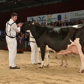 Een van de opvallendste koeien op de show was de 12,5 jaar oude Goldwyn-dochter Jimm. Holstein Hellen 585 van John de Vries. De moeder van voormalig NRM-kampioene Hellen 589 (v. Shottle) heeft al 130.000 kg melk op de teller en is nog krijtgaaf. Ze heeft