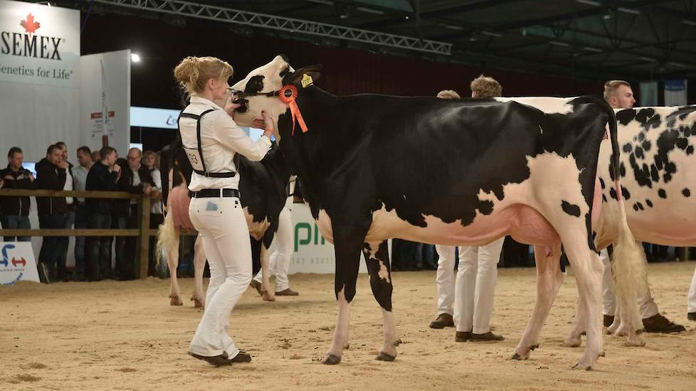 De stijlvolle Southland King Carola (v. Kingboy) van de familie Van Beek uit Teteringen pakte de 1C-positie.