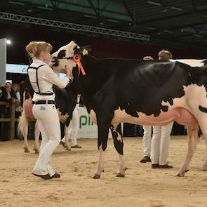 De stijlvolle Southland King Carola (v. Kingboy) van de familie Van Beek uit Teteringen pakte de 1C-positie.