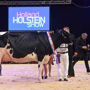 En ook bij de zwartbonten kon het kampioenschap niet ontgaan aan de kampioene van de middenklasse: Bons-Holsteins Koba 219.