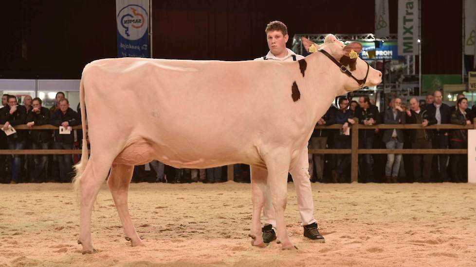 De lange, strak gelijnde Bossink Rika 631 (Ladd P x Jotan Red) van de familie Van der Kolk uit Wierden kreeg de voorstap in de tweede vaarzenrubriek bij de roodbonten.