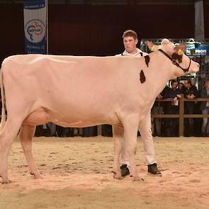 De lange, strak gelijnde Bossink Rika 631 (Ladd P x Jotan Red) van de familie Van der Kolk uit Wierden kreeg de voorstap in de tweede vaarzenrubriek bij de roodbonten.