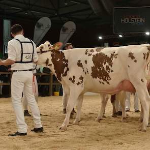 De 1C-positie was voor Barbwire-dochter Barendonk Wilma 380 van de familie Hermanussen uit Beers.