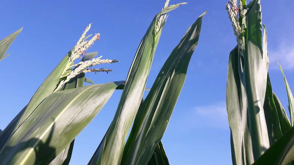 Vanwege het zeer warme weer in mei is de mais enorm hard gegroeid, al op 28 juni toont de pluim zich