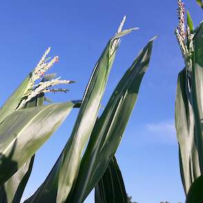 Vanwege het zeer warme weer in mei is de mais enorm hard gegroeid, al op 28 juni toont de pluim zich