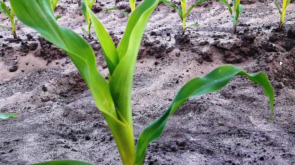 Op 19 mei staat de mais er mooi bij en is het tijd voor de onkruidbestrijding