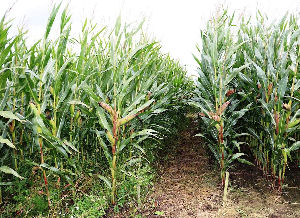 Onderzaai kan goed slagen, maar er is een risico op een te grote vochtonttrekking ten koste van de mais