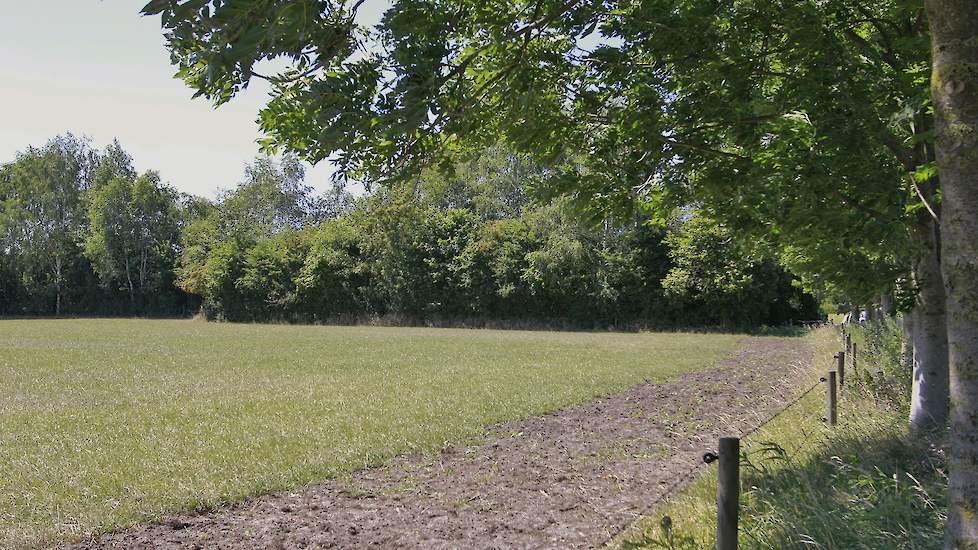 Grasland omzoomd door een houtwal, met een strook akkerrand.