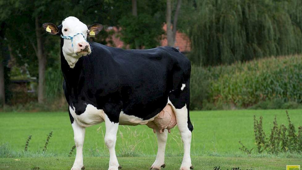 Heidi 18 van de familie Tetteroo in Neede (GD) is de eerste Fleckvieh-kruisling die 10.000 kilo vet en eiwit heeft geproduceerd.