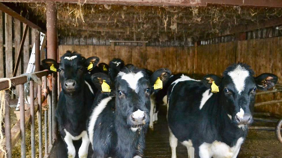 Naast de ruim 50 melkkoeien zit er eigenlijk te veel jongvee, vindt de Achterveldse veehouder. Hij heeft er 30, circa de helft onder een jaar en de helft ouder dan een jaar. ,,In 2017 hebben we 20 vaarsjes aangehouden. In dat jaar telde het Fries-Hollands