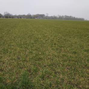 Bregman is altijd vroeg met het bemesten van kunstmest. Al voor de drijfmestgift laat hij een vloeibare ureummeststof toedienen, dit om een lagere OEB in het gras te realiseren. „Ervaring leert dat vroeg ureum toedienen betere resultaten geeft. Maar het v