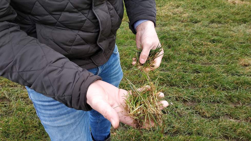 Samen beoordelen ze eerst de grasmat. Bregman vertelt dat op bijna alle percelen schapen hebben gelopen, maar dat door de zachte winter het gras op een paar percelen eigenlijk nog net te lang is. „De kans bestaat dat de drijfmest met het gras mee omhoog g