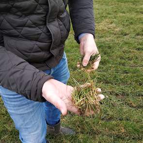 Samen beoordelen ze eerst de grasmat. Bregman vertelt dat op bijna alle percelen schapen hebben gelopen, maar dat door de zachte winter het gras op een paar percelen eigenlijk nog net te lang is. „De kans bestaat dat de drijfmest met het gras mee omhoog g