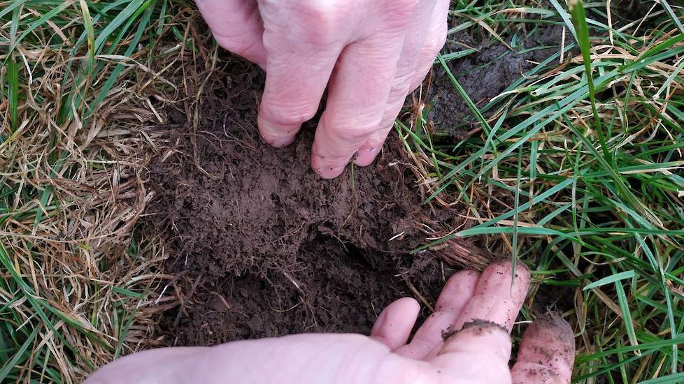 Wolf trekt een stuk van de zode los en laat zien dat er al witte wortelpunten zichtbaar zijn. „Het gras is dus al aan de gang. De keuze om vroeg kunstmest te rijden, werpt zijn vruchten af. De grond vraagt erom en dan moet je niet wachten.”