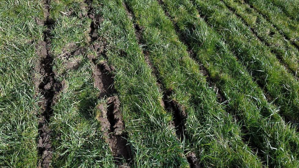 Vanwege de natte omstandigheden op de zware kleigrond bij Dairy Campus, laat de doorzaaimachine niet het mooiste beeld achter. Sommige sleuven worden niet netjes afgewerkt doordat er teveel grond achter de beitel blijft hangen. Daarom kan het beste bij dr