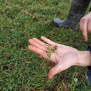 Het gras is mooi kort de winter uit gekomen. “Ik heb de koeien nog tot december kunnen weiden”, vertelt de veehouder. Door het mooie weer van de afgelopen weken, laat het onkruid zich ook al zien. Ten Dam geeft aan dat hij alle percelen heeft behandeld me