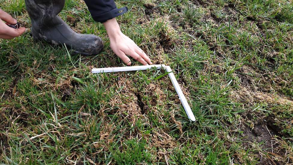 Oevermans heeft een duimstok meegenomen het land in. Deze legt hij in een hoek van 90 graden neer. Daarna telt hij de spruiten Engels raaigras. “Per vierkante 10 centimeter moet er minimaal één spruit Engels raaigras staan”, stelt hij.