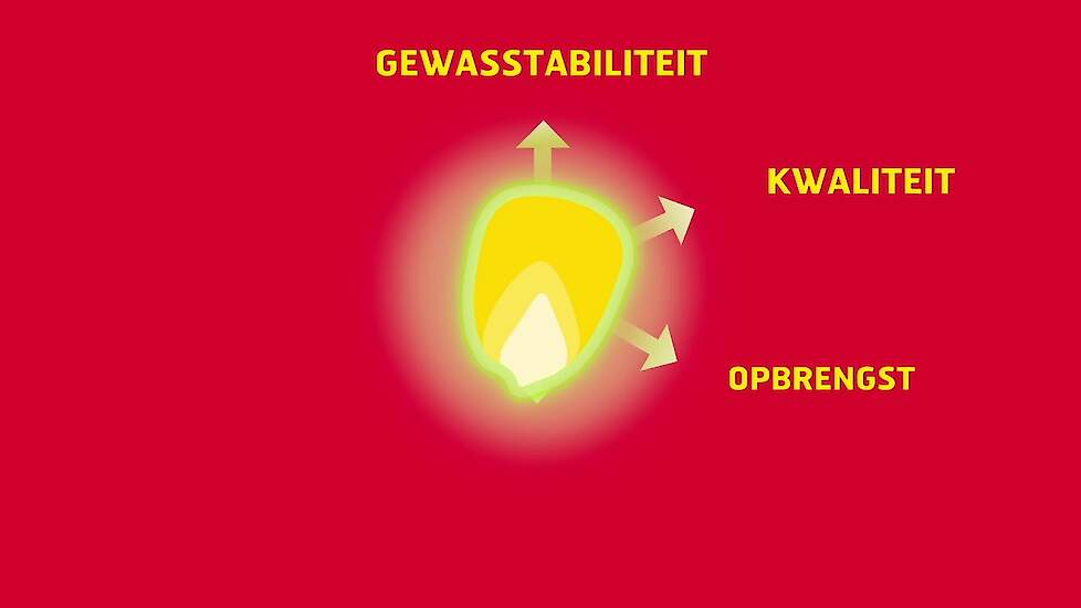 Zo haal je hoge maisopbrengsten bij extreem weer