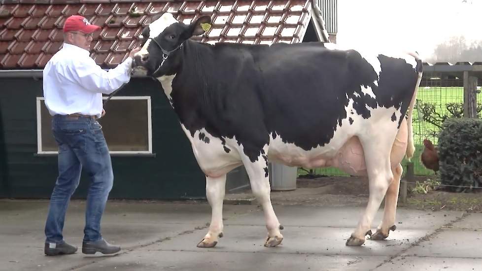 Video: De Beste Boerenkoe: Dini 155