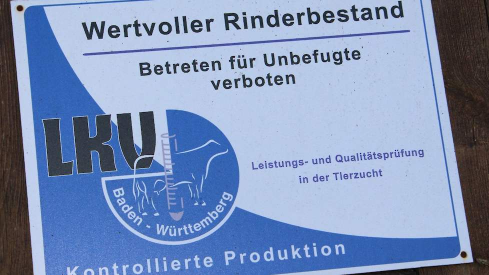 IBR auf einem deutschen Milchviehbetrieb in der Grenzregion Limburg: Schlachtung von 500 Tieren |  Melkvee.nl