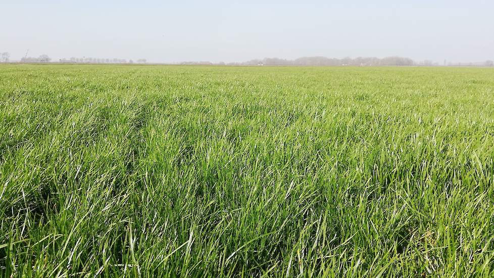 Op de percelen waar Bregman vroeg drijfmest en vloeibare kunstmest heeft uitgereden, kleurt het gras al mooi groen en komt de groei goed op gang.