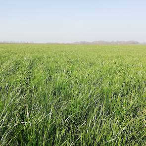 Op de percelen waar Bregman vroeg drijfmest en vloeibare kunstmest heeft uitgereden, kleurt het gras al mooi groen en komt de groei goed op gang.