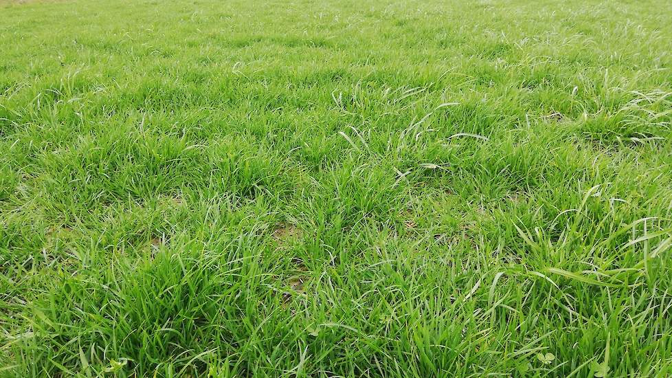 Door de overvloedige regenval, is het land op afstand (23 hectare) nog steeds niet bemest. Dit staat voor dinsdag 26 maart op de planning. „Het is eigenlijk wat te laat. Gelukkig heb op deze percelen op 2 maart wel 125 kilo KAS met zwavel gestrooid. Dit e