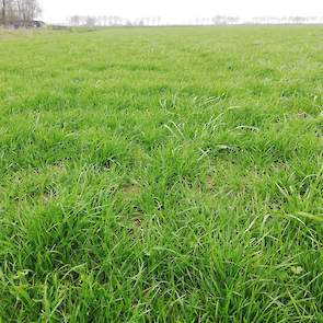 Door de overvloedige regenval, is het land op afstand (23 hectare) nog steeds niet bemest. Dit staat voor dinsdag 26 maart op de planning. „Het is eigenlijk wat te laat. Gelukkig heb op deze percelen op 2 maart wel 125 kilo KAS met zwavel gestrooid. Dit e