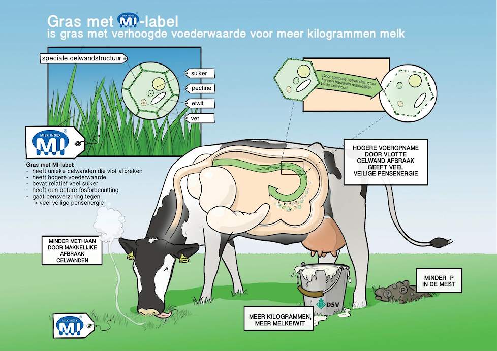 Illustratie: Gras met MI-label heeft plantencellen met unieke poreuze celwanden. Dit resulteert in een significant hogere voederwaarde.