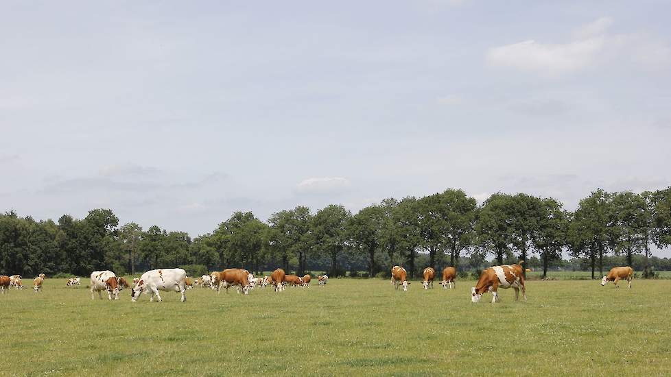 De nieuwe sensor kan helpen het stikstofgehalte in gras te schatten