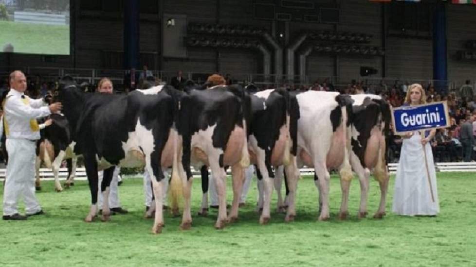 De Duitse stier Guarini (Goldwyn x O Man) hoort bij de beste 1 procent op het gebied van leverbotresistentie.