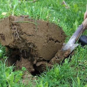 Op een van de twee percelen heeft volgens een buurman minimaal 45 jaar onafgebroken mais gestaan. Dit perceel op de foto is afgelopen herfst ingezaaid en heeft nu al veel langere wortels dan dat de plantjes hoog zijn.