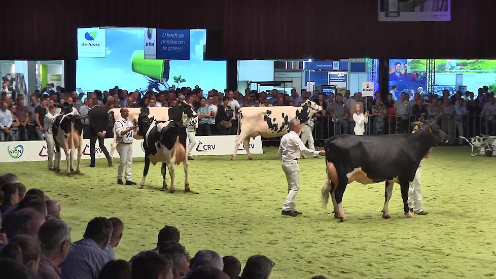 Balisto weet bij de aprildraai wederom te stijgen en komt met 337 NVI-punten op de derde plaats in de ranglijst. Met Balu en Galore worden ook zijn eerste zonen in de top 10 verwelkomd. Op de foto de dochtergroep van Balisto op de NRM van 2017.