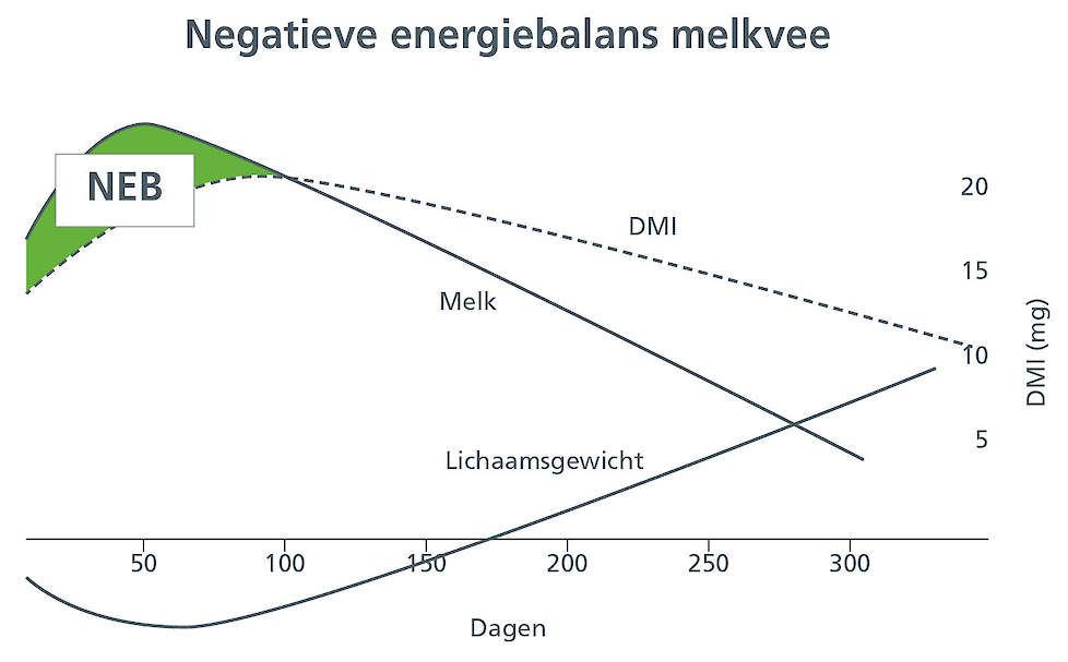 Bovenstaande afbeelding: Schematische weergaven negatieve energiebalans melkvee